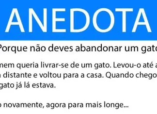 Anedota: Porque não deves abandonar um gato