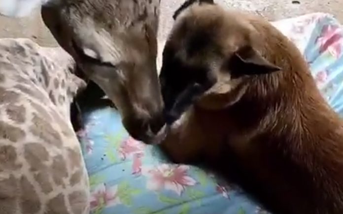 Cão toma conta de girafa bebé abandonada pela mãe