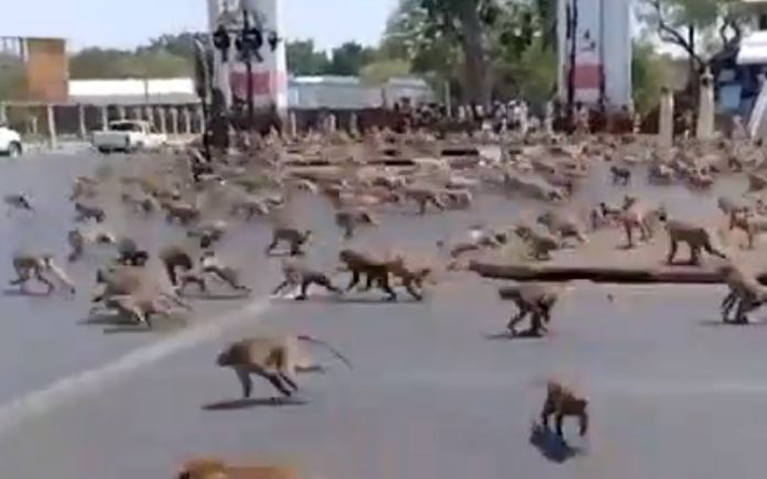 Centenas de macacos lutam por uma banana em cidade tailandesa vazia de turistas