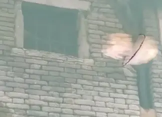 Aforreca é vista em canais de Veneza, cujas águas estão cristalinas com diminuição de poluição