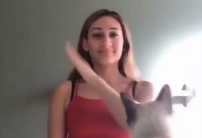 Gato ataca dona depois de sequência de gestos confusos para ele