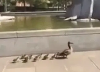 Italianos ajudam uma família de patos a alcançar lago em Turim durante pandemia
