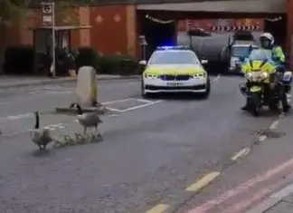 Polícia escolta família de gansos em estrada nacional de Hampshire