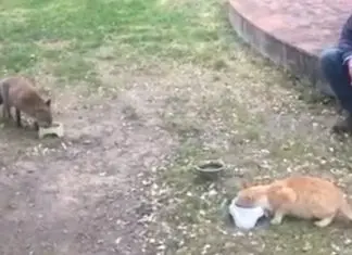 Raposa e gato estabelecem relação mais próxima durante pandemia de Covid-19