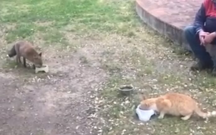 Raposa e gato estabelecem relação mais próxima durante pandemia de Covid-19