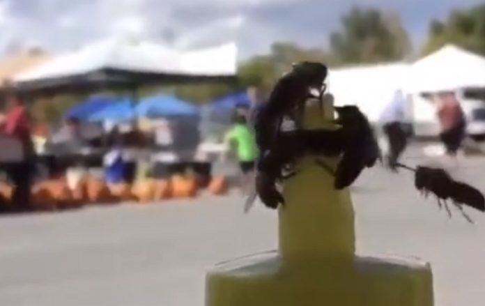 Abelhas removem tampa de frasco de mel e mostram como se trabalha em equipa