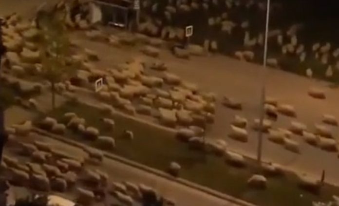 Cidade turca é invadida por dezenas de ovelhas que aproveitaram a quarentena