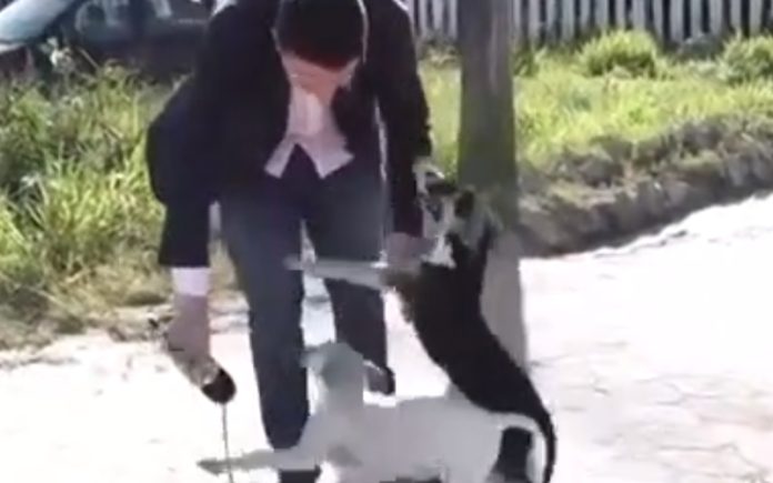 Dois cães de rua obrigam repórter a interromper reportagem para brincar com eles