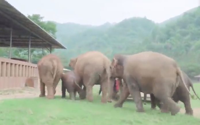 Elefantes ficam empolgados com chegada de cria recém-chegada