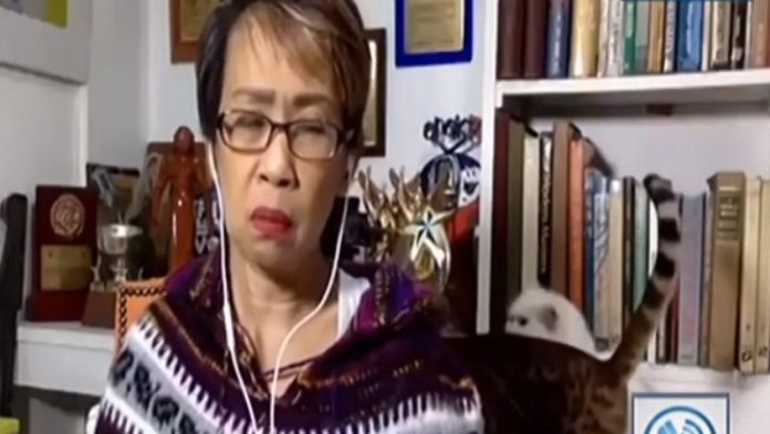 Entrevista em directo ficou marcada por uma luta de gatos