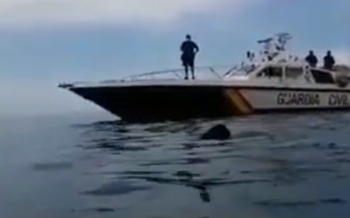 Foi avistado em Espanha um tubarão com mais de 8 metros de comprimento