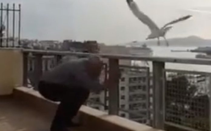 Gaivota tenta caçar homem que estava ao telemóvel num terraço de um prédio