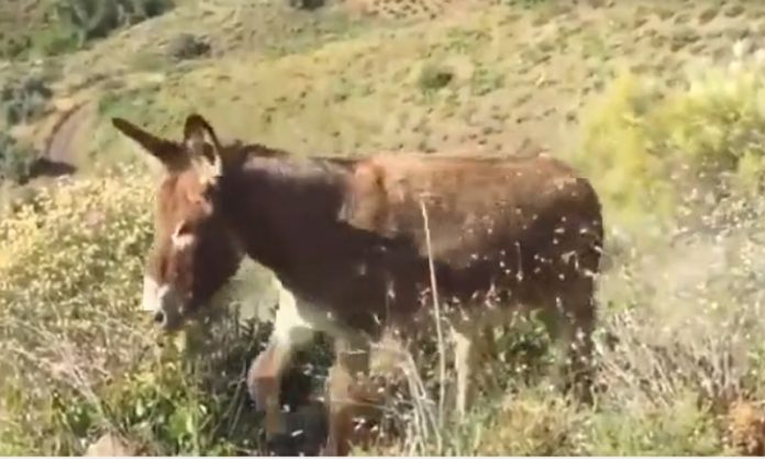 Homem reencontra o seu burro depois de um período de confinamento