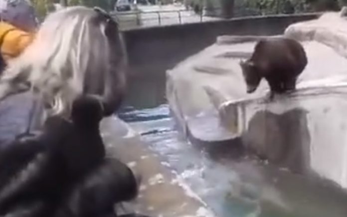 Homem tenta afogar urso depois de ter invadido o seu recinto em zoo