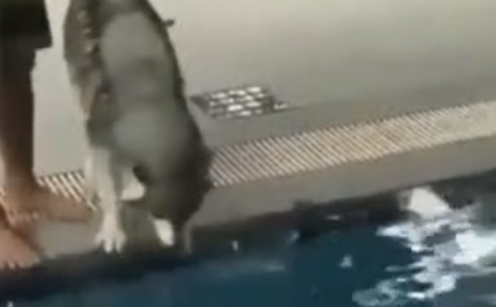 Husky com medo de água consegue mergulhar em piscina pela primeira vez