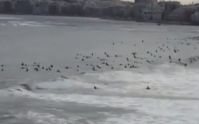 Praias das ilhas Canárias são invadidas por dezenas de surfistas
