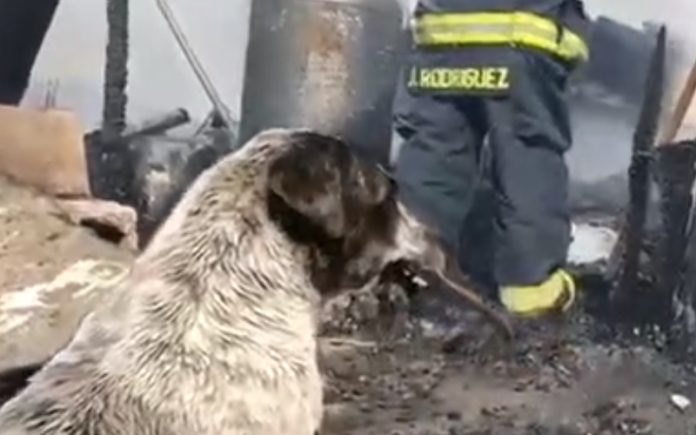 Vídeo mostra cão a chorar enquanto vê a sua casa destruída por causa de incêndio