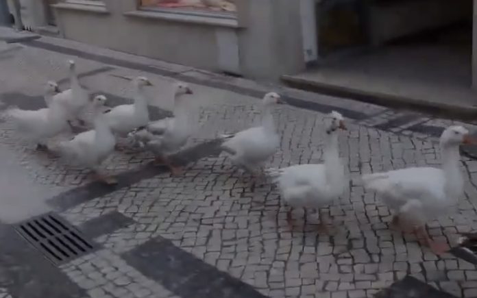 Bando de patos invade as ruas de Torres Novas e passeia pela cidade