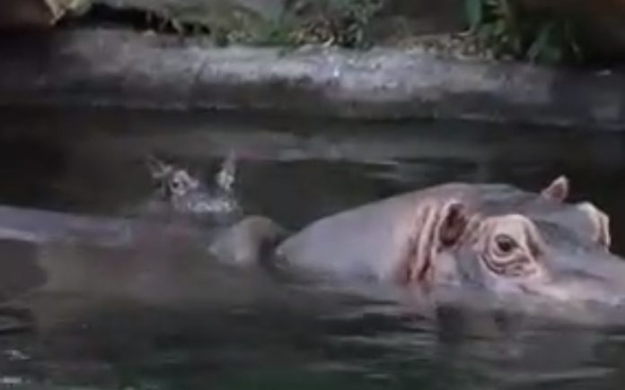 Bebé hipopótamo encanta todos com o seu primeiro mergulho