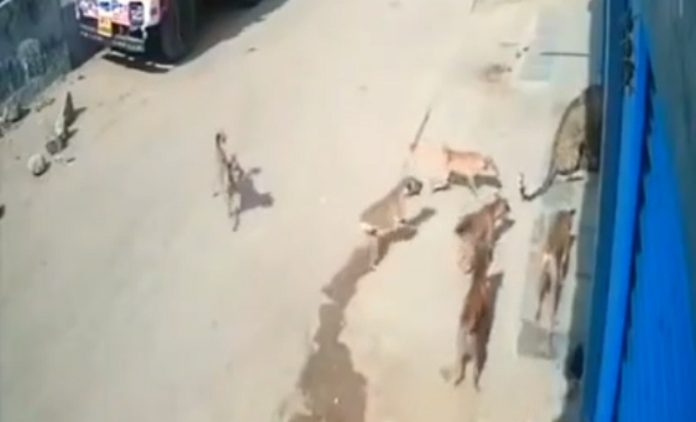 Cães salvam homem que estava a ser atacado por um leopardo