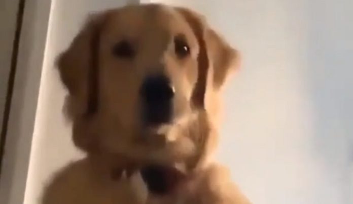 Cão arranja forma de tirar os seus donos da cama logo pela manhã