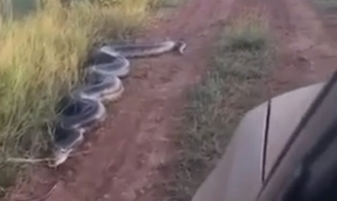 Cobra de sete metros ataca carrinha que passava na estrada