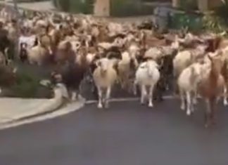 Centenas de cabras fugiram e invadiram as ruas da Califórnia, nos Estados Unidos