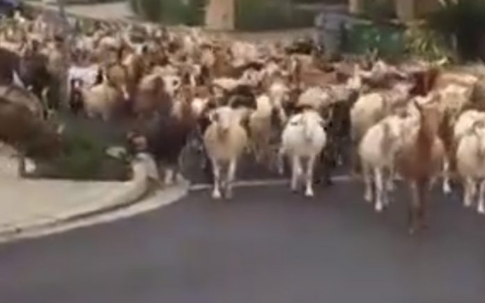 Centenas de cabras fugiram e invadiram as ruas da Califórnia, nos Estados Unidos