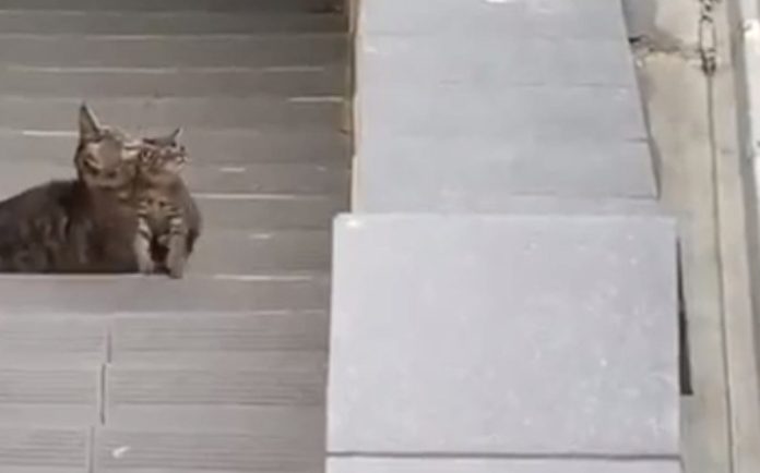 Gata ajuda o seu filhote bebé a subir um muro