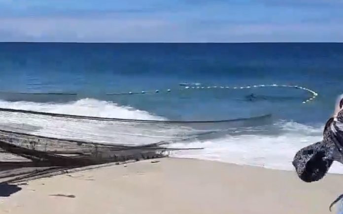 Pescadores de Mira cortam redes para salvar golfinhos presos acidentalmente