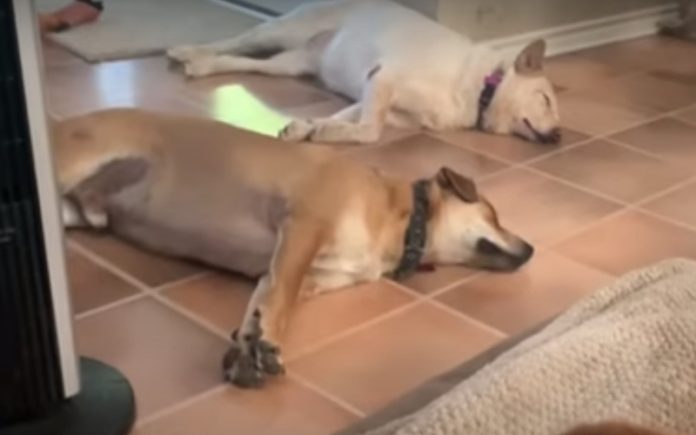 Cães despertam de sono profundo sempre que ouvem a palavra esquilo Cães despertam de sono profundo sempre que ouvem a palavra esquilo