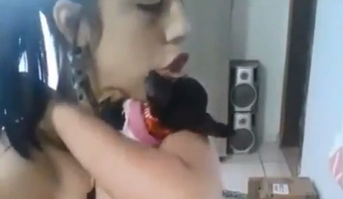 Cão não aguenta ouvir a sua dona e cantar e arranja forma de calá-la Cão não aguenta ouvir a sua dona e cantar e arranja forma de calá-la