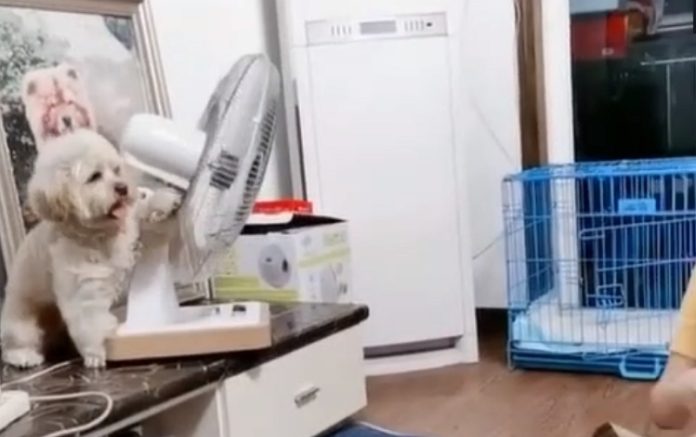 Cãozinho com calor vira ventoinha para a sua cama Cãozinho com calor vira ventoinha para a sua cama