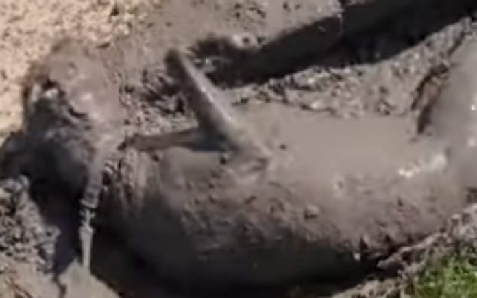 Cãozinho diverte-se à grande a brincar na lama Cãozinho diverte-se à grande a brincar na lama