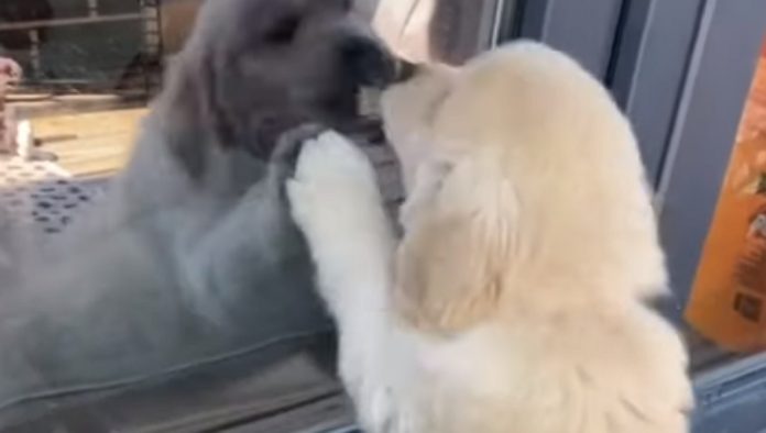 Golden Retriever brinca com o seu próprio reflexo no vidro Golden Retriever brinca com o seu próprio reflexo no vidro