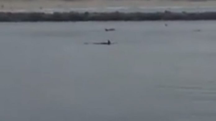 Golfinhos foram avistados na foz do Rio Ave, em Vila do Conde