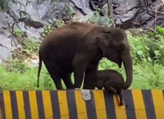 Mamã elefante usa tromba para ajudar filhote a subir uma barreira na estrada