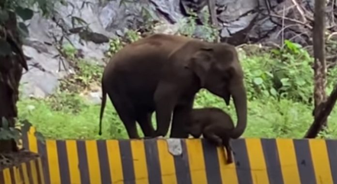 Mamã elefante usa tromba para ajudar filhote a subir uma barreira na estrada