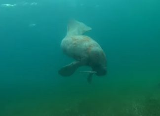 Mergulhador tem encontro cara a cara com enorme peixe-boi