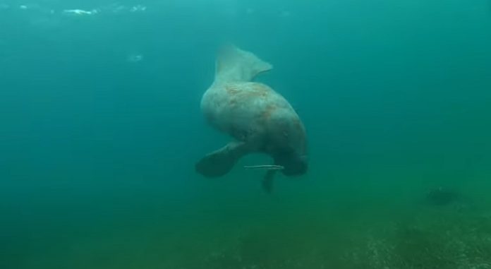 Mergulhador tem encontro cara a cara com enorme peixe-boi Mergulhador tem encontro cara a cara com enorme peixe-boi