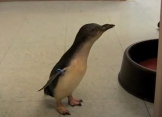 Pequeno pinguim faz de tudo para receber festinhas do tratador