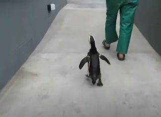 Pinguim resgatado passeia pelo centro de resgate