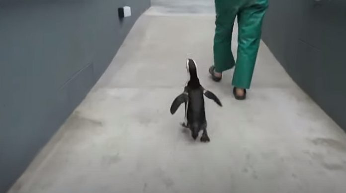Pinguim resgatado passeia pelo centro de resgate Pinguim resgatado passeia pelo centro de resgate