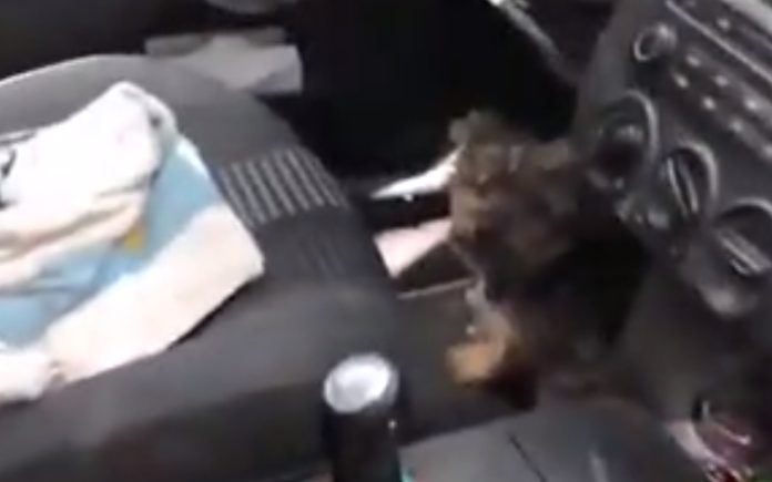 Polícia partiu vidro do carro para salvar cão trancado no carro Polícia partiu vidro do carro para salvar cão trancado no carro