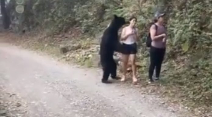 Turista tira selfie com urso numa trilha de um parque no México Turista tira selfie com urso numa trilha de um parque no México