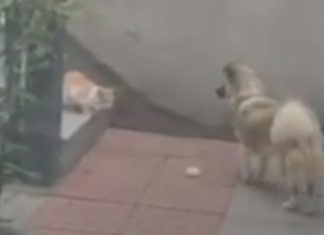 Cão dá comida a um gato de rua que entrou no seu pátio