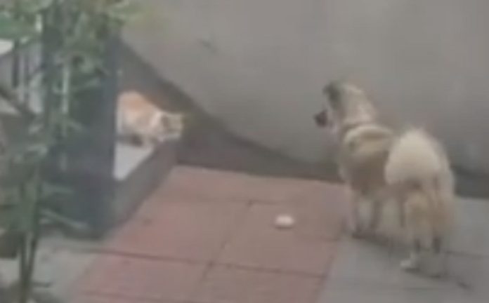 Cão dá comida a um gato de rua que entrou no seu pátio Cão dá comida a um gato de rua que entrou no seu pátio
