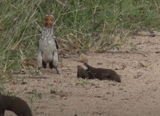 Cria de Mangusto finge-se de morta quando aparece toco de bico vermelho