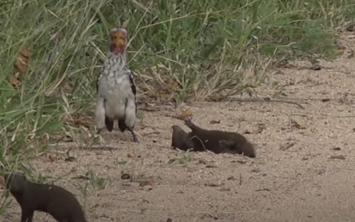 Cria de Mangusto finge-se de morta quando aparece toco de bico vermelho
