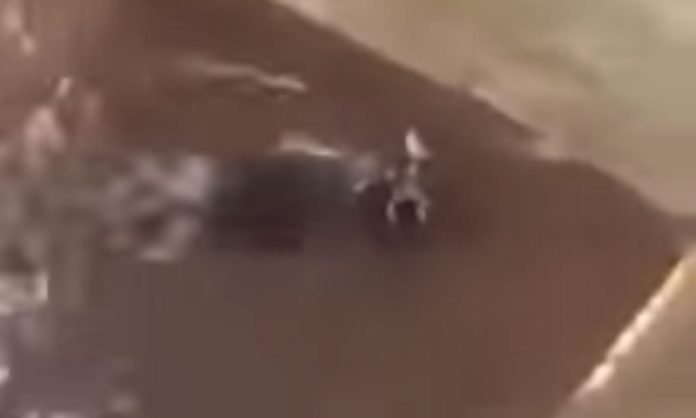 Durante inundação, mãe ratazana arrisca a própria vida para salvar crias